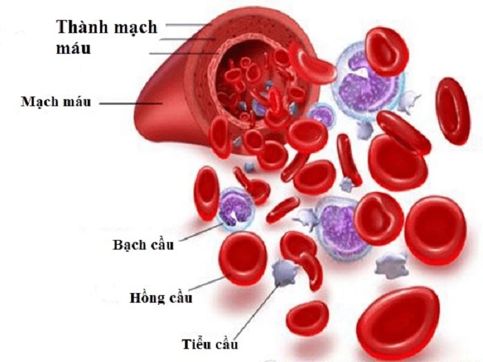 Bạn có biết máu gồm những thành phần cấu tạo nào không?
